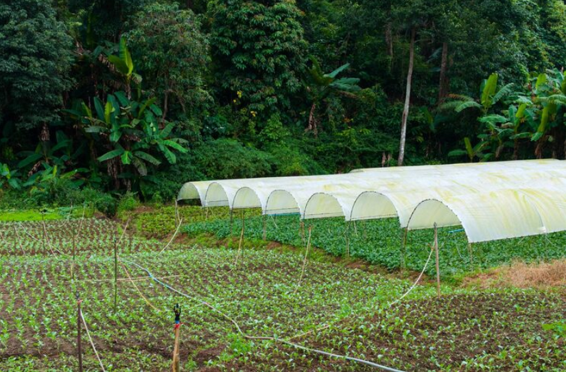 Shelter Tarpaulin Agricultural Crop Protection